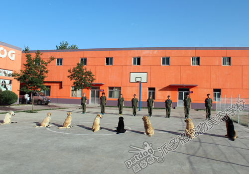 北京派多格宠物培训学校